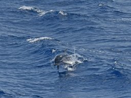 Cetacei e uccelli marini dalla barca